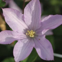 Clematis 'Proteus' -Garden Central Sales Store CLEM T59434 B h