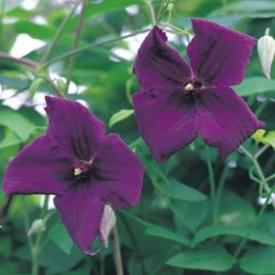 Clematis Viticella 'Polish Spirit' -Garden Central Sales Store CLEM T59458 A h