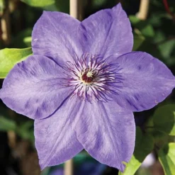 Clematis 'Xerxes'