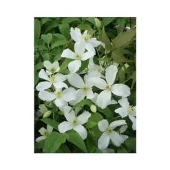 Clematis Montana 'Grandiflora' -Garden Central Sales Store CLEM T66150 A h