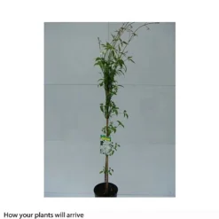 Clematis Montana 'Grandiflora' -Garden Central Sales Store CLEM T66150 B h