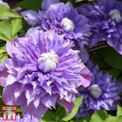 Clematis 'Multi Blue' -Garden Central Sales Store CLEM T66153 D