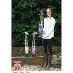 Clematis 'The President' -Garden Central Sales Store CLEM T66160 E