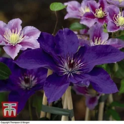Clematis 'The President' -Garden Central Sales Store CLEM T66160 G