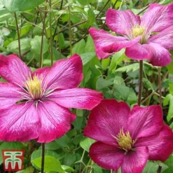 Clematis 'Ville De Lyon' -Garden Central Sales Store CLEM T66161 C