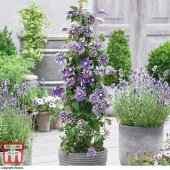 Clematis Florida 'Taiga' -Garden Central Sales Store CLEM T71512 B1