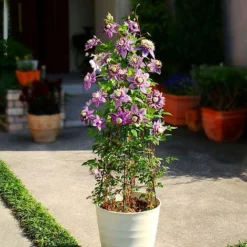 Clematis Florida 'Taiga' -Garden Central Sales Store CLEM T71512 B h