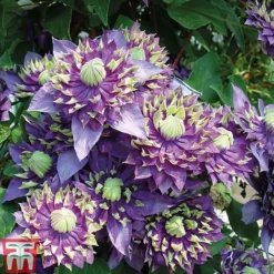 Clematis Florida 'Taiga' -Garden Central Sales Store CLEM T71512 E