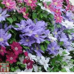 Nurserymans Choice Clematis
