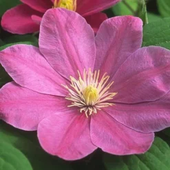 Clematis Abilene&trade; Evipo027