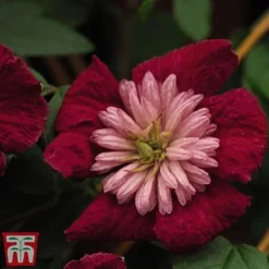 Clematis Avant-Garde&trade; Evipo033
