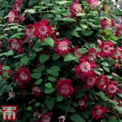 Clematis Avant-Garde&trade; Evipo033 -Garden Central Sales Store CLEM T77107 C