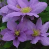Clematis Cezanne&trade; Evipo023