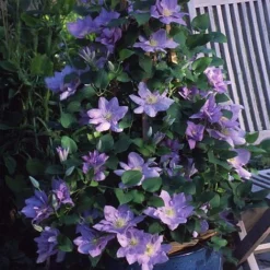 Clematis Cezanne&trade; Evipo023 -Garden Central Sales Store CLEM T77110 C h