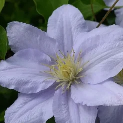 Clematis Chelsea&trade; Evipo051