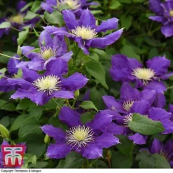 Clematis Chevalier&trade; Evipo040 -Garden Central Sales Store CLEM T77113 C