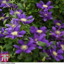 Clematis Chevalier&trade; Evipo040 -Garden Central Sales Store CLEM T77113 D