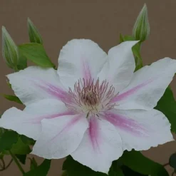 Clematis Corinne&trade; Evipo063