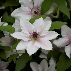 Clematis The Countess Of Wessex&trade; Evipo073