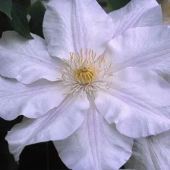 Clematis Ice Blue&trade; Evipo003