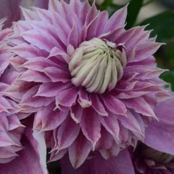 Clematis Josephine&trade; Evijohill -Garden Central Sales Store CLEM T77125 C h