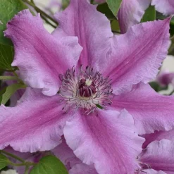 Clematis Ooh La La&trade; Evipo041