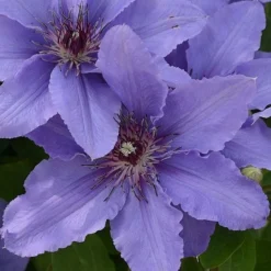 Clematis Parisienne&trade; Evipo019