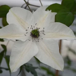Clematis Pistachio&trade; Evirida