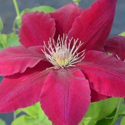 Clematis Rebecca&trade; Evipo016 -Garden Central Sales Store CLEM T77132 A h