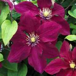 Clematis Rosemoor&trade; Evipo002