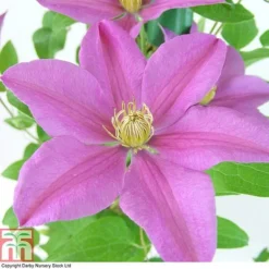 Clematis 'Sally'&trade; Evipo077 -Garden Central Sales Store CLEM T77135 A