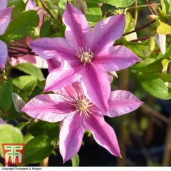 Clematis 'Sally'&trade; Evipo077 -Garden Central Sales Store CLEM T77135 AA