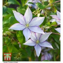 Clematis 'Samaritan Jo'&trade; Evipo075 -Garden Central Sales Store CLEM T77136 AA