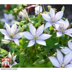 Clematis 'Samaritan Jo'&trade; Evipo075 -Garden Central Sales Store CLEM T77136 BB