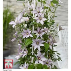 Clematis 'Samaritan Jo'&trade; Evipo075 -Garden Central Sales Store CLEM T77136 CC