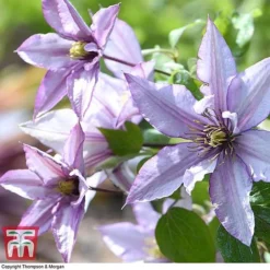 Clematis 'Samaritan Jo'&trade; Evipo075 -Garden Central Sales Store CLEM T77136 D