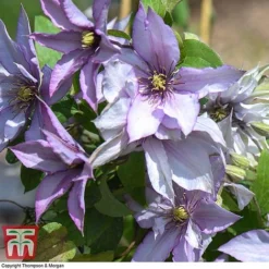 Clematis 'Samaritan Jo'&trade; Evipo075 -Garden Central Sales Store CLEM T77136 F