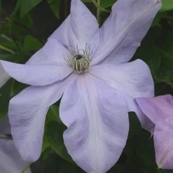 Clematis Shimmer&trade; Evipo028