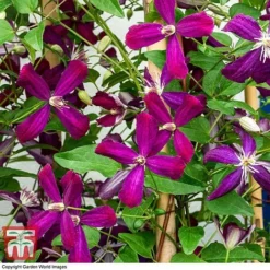 Clematis 'Sweet Summer Love'