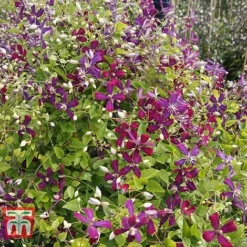 Clematis 'Sweet Summer Love' -Garden Central Sales Store CLEM T79781 E