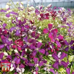 Clematis 'Sweet Summer Love' -Garden Central Sales Store CLEM T79781 F