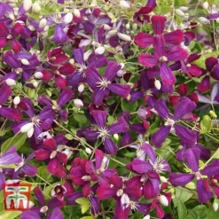 Clematis 'Sweet Summer Love' -Garden Central Sales Store CLEM T79781 G
