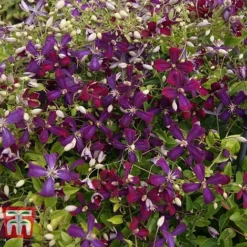 Clematis 'Sweet Summer Love' -Garden Central Sales Store CLEM T79781 H