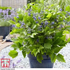 Clematis 'New Love' -Garden Central Sales Store CLEM TJ55647 B