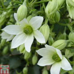 Clematis 'Michiko'&trade; Evipo044