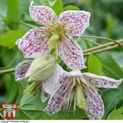 Winter Flowering Clematis Trio -Garden Central Sales Store CLEM WKB4690 D