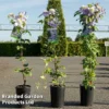 Clematis 'Blue Light'