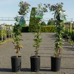 Clematis 'Fascination' -Garden Central Sales Store CLEM FASCINATI S45215 NOW