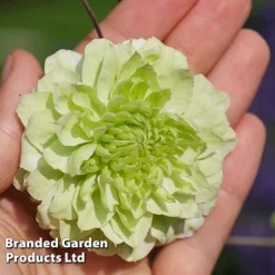 Clematis Florida 'Manju' -Garden Central Sales Store CLEM MANJU S50983