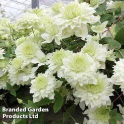 Clematis Florida 'Manju' -Garden Central Sales Store CLEM MANJU S50984